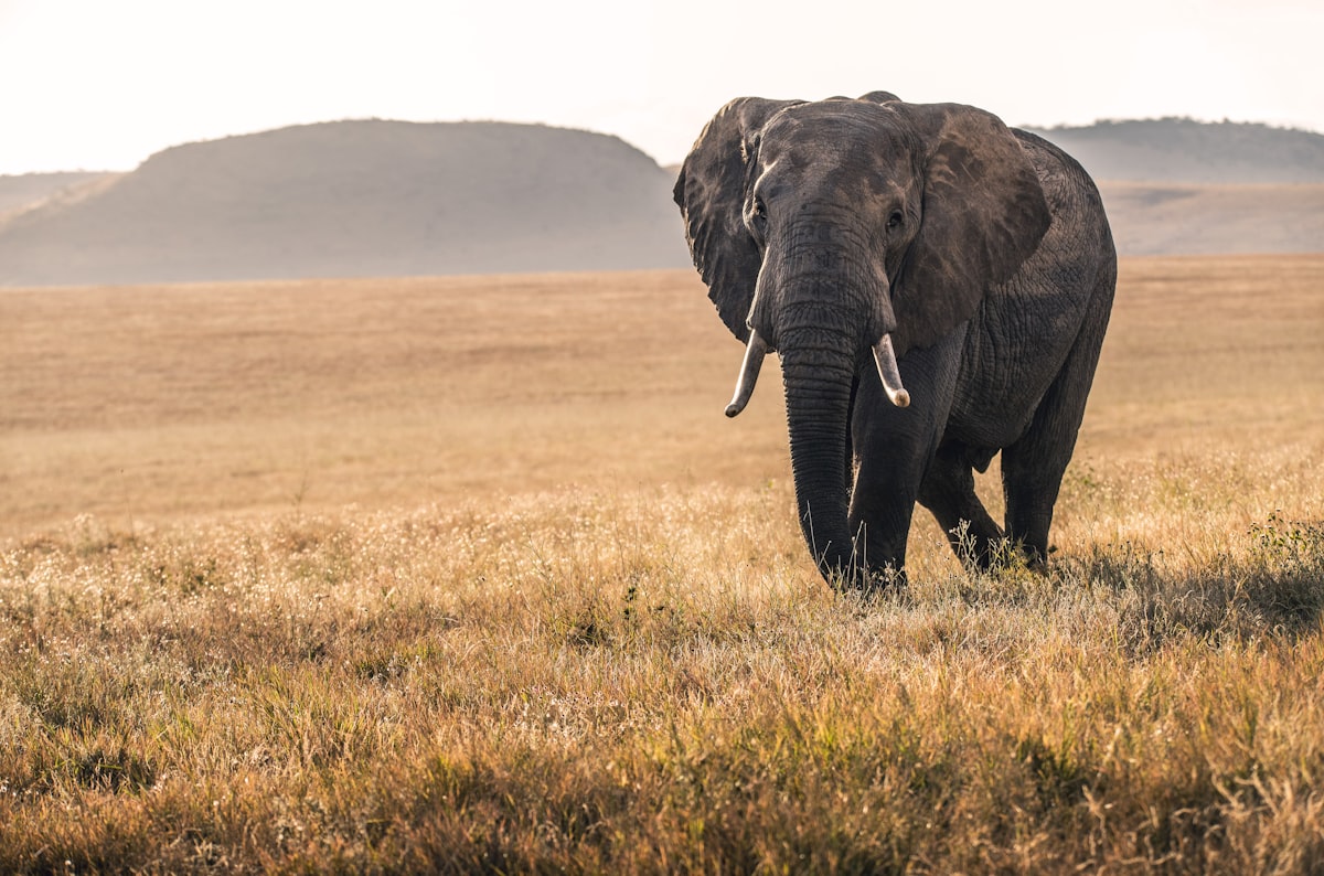 Stunning Kenya wildlife photography
